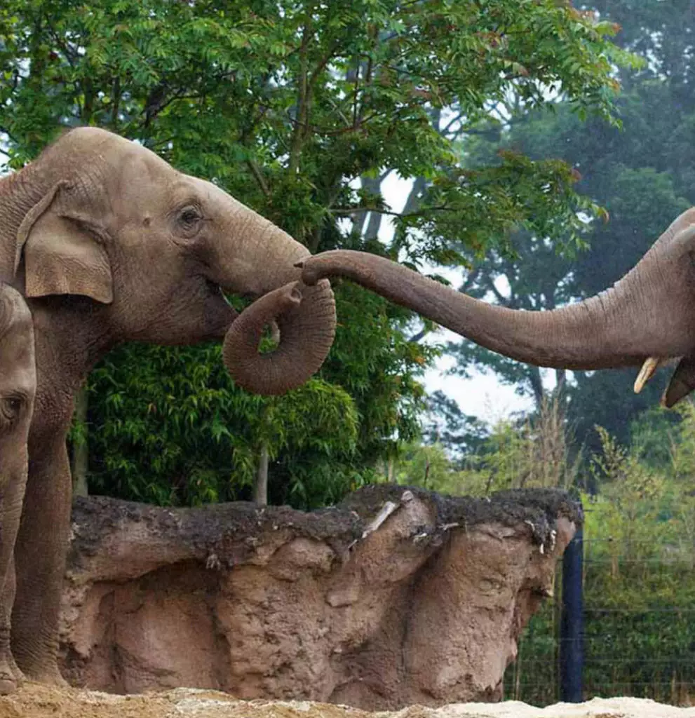 Dublin Zoo Family Attractions Dublin The Address Connolly Hotel dublin-zoo-family-attractions-dublin-the-address-connolly-hotel